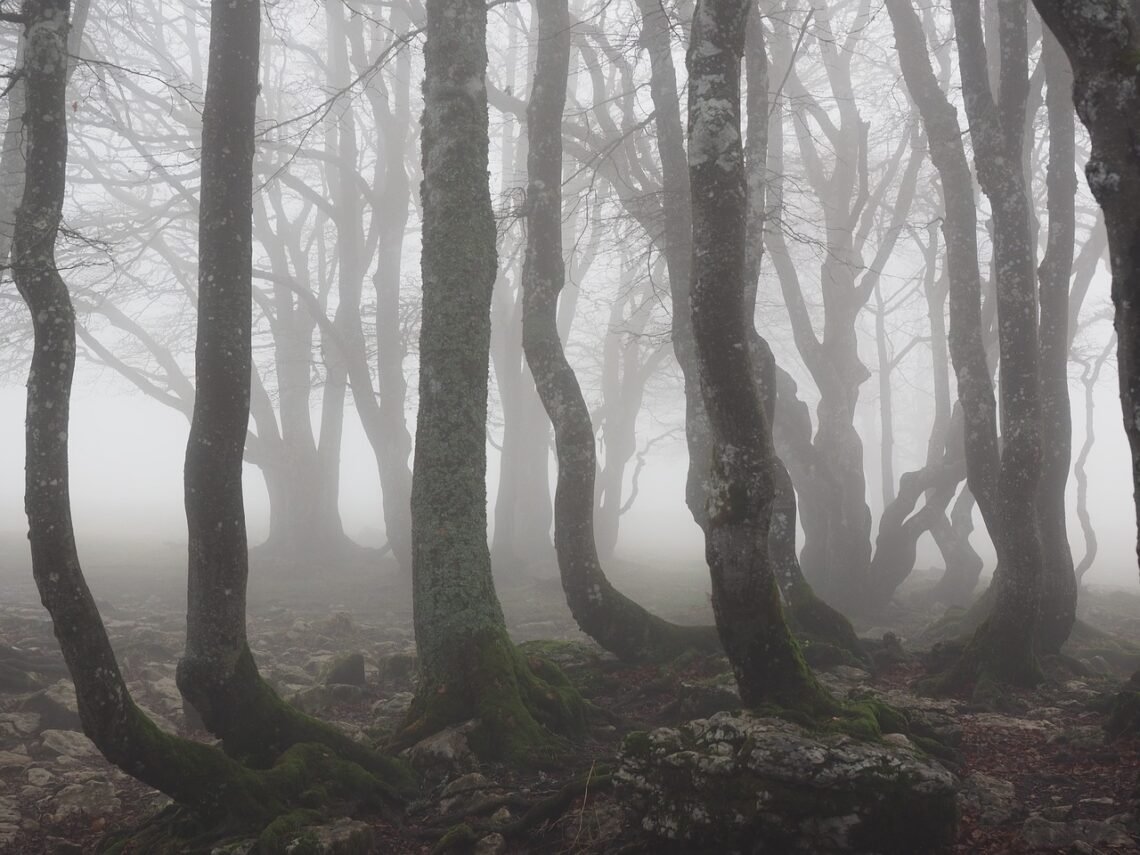 haunting forest