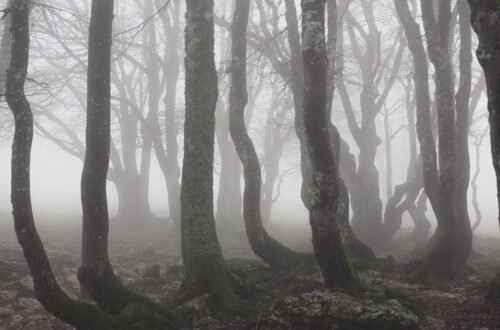 haunting forest